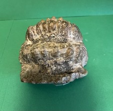 Mammoth molar fossil for sale  Van Nuys