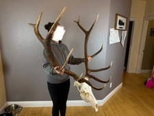 Big european elk for sale  Moscow