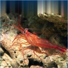 Lot peppermint shrimp for sale  Garden City