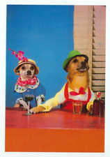 Dog two dressed d'occasion  Expédié en Belgium