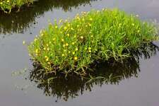 Cotula coronopifolia marginal for sale  MARKET RASEN