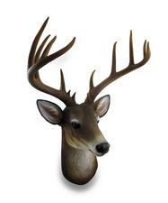 Point buck deer for sale  Winter Springs