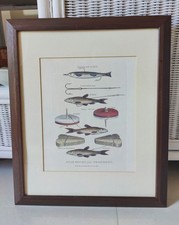 Vintage fishing print for sale  Miami