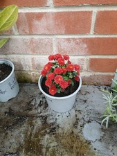 plant indian for sale plant indian for sale SOUTHAMPTON