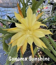 Sonoma sunshine epiphyllum for sale  USA