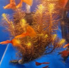 Rotala wallichii live for sale  COLWYN BAY