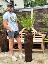 3ft tree fern for sale  GREENFORD