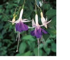 Fuchsia carmel blue for sale  SWANLEY