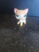 Lps authentic shorthair for sale  Kingman