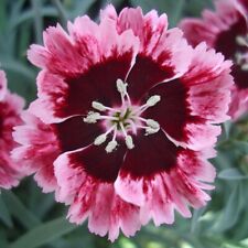 Dianthus carnation cherry for sale  WORKSOP