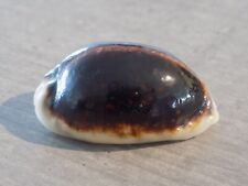 Coquillage new cypraea d'occasion  Saint-Juéry
