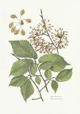 Planche histoire naturelle d'occasion  Aimargues