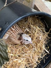 Quail eggs x60 for sale  STOCKBRIDGE