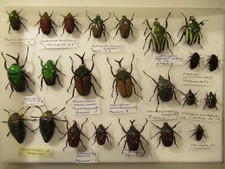 Box specimens tropical for sale Box specimens tropical for sale  WIGTON