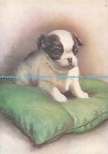 R733258 japanese spaniel for sale  WARLINGHAM