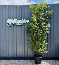 Cherry laurel xxl for sale  MACCLESFIELD