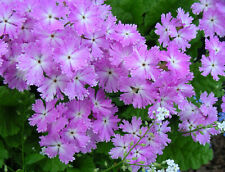 Primula Sieboldii : 60 sementes : Sakurasou : prímula flor de cerejeira , usado comprar usado  Enviando para Brazil
