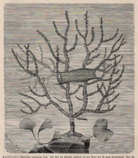 Sea fan coral for sale  Brooklyn