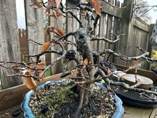 Gnarly old european for sale Gnarly old european for sale  ABERDEEN