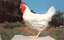 Rhode island white for sale  Belleville