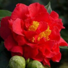 Camellia blood china for sale  YORK