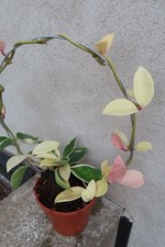 Hoya wachsblume no gebraucht kaufen  Rudolstadt