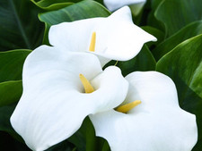 white calla lilies for sale white calla lilies for sale RHYL