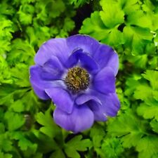 Anemone mr . gebraucht kaufen  Erfurt