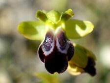 Ophrys fusca - sementes genuínas de orquídeas terrestres comprar usado  Enviando para Brazil