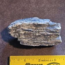 mammoth tooth for sale mammoth tooth for sale Springfield