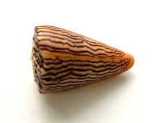 Coquillage conidae princeps d'occasion  Mandelieu-la-Napoule