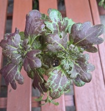 Coleus purple oak for sale  MANCHESTER