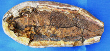 Joli poisson fossile d'occasion  La Roche-sur-Yon