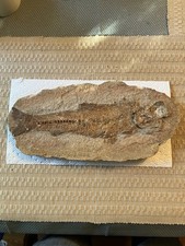 Fossil fish nodule for sale  Arlington Heights