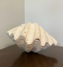 Whole giant clam for sale  Newmanstown