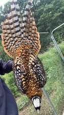 Reeves pheasant eggs for sale  TIVERTON