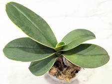Phalaenopsis sogo yenlin for sale  Cortlandt Manor