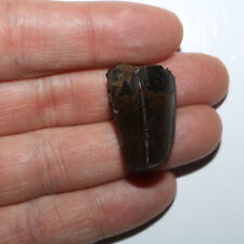 Tyrannosaurus rex tooth for sale  Scottsdale