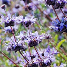 lavender large sage for sale lavender large sage for sale Hollister
