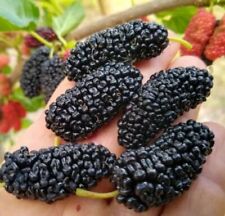 Texas mulberry tree for sale  Cypress