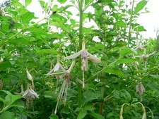 Fuchsia magellanica molinae for sale  STOKE-ON-TRENT