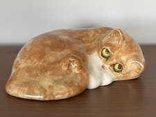 ginger cat for sale ginger cat for sale CAMBRIDGE