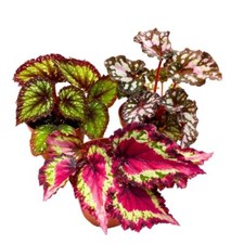 Harmony begonia rex for sale  Apopka