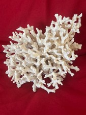 Aquário marinho natural ninho de pássaros do Pacífico coral 7" comprar usado  Enviando para Brazil