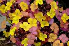 Erysimum tropical sunset for sale  BELLSHILL