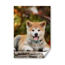 Japanese akita inu for sale  SELBY