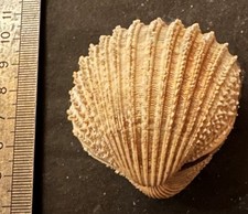Collection coquillage acanthoc d'occasion  Champigny-sur-Marne