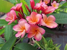 apricot tree for sale apricot tree for sale Honolulu