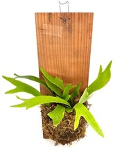 Staghorn fern wood for sale  Castaic