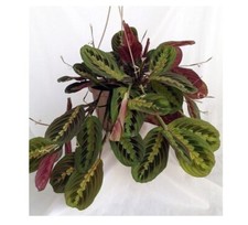 Red prayer plant for sale  Hacienda Heights